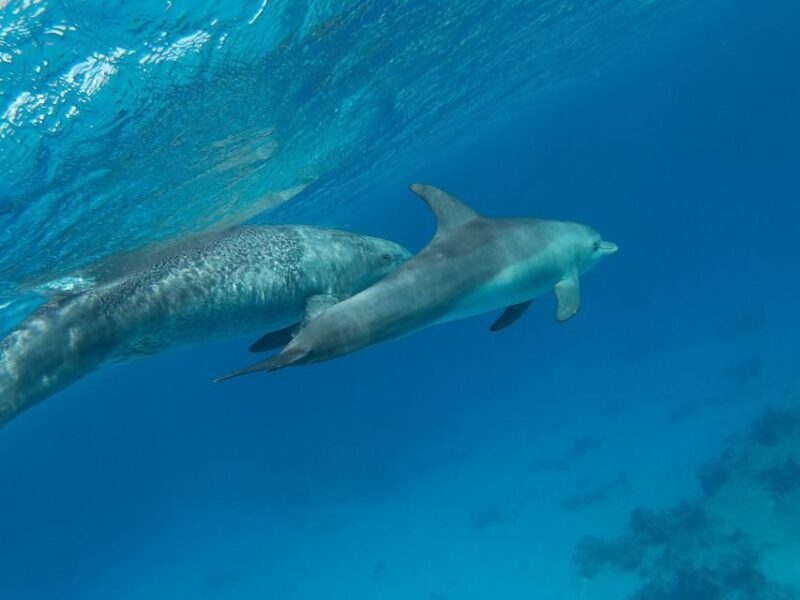 Hurghada: Snorkeling 6 x 1 to Orange Bay w Diving & Massage - An In-Depth Look at the Full-Day Adventure