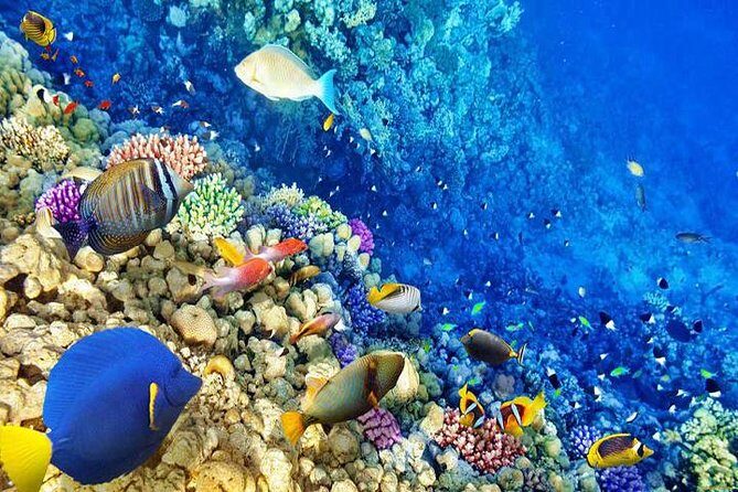 Hurghada Snorkelling - An In-Depth Look at the Hurghada Snorkelling Tour