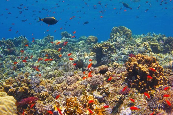 Hurghada Snorkelling - Why This Tour Works Well