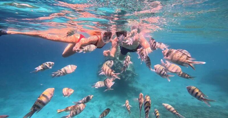 Hurghada: Snorkelling Trip by Speedboat with Hotel Pickup - Key Points