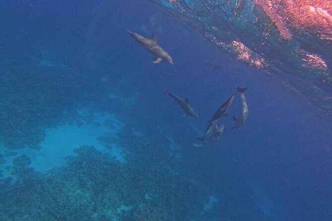 Hurghada Speedboat Dolphin Watching and Snorkeling - Price and Value  