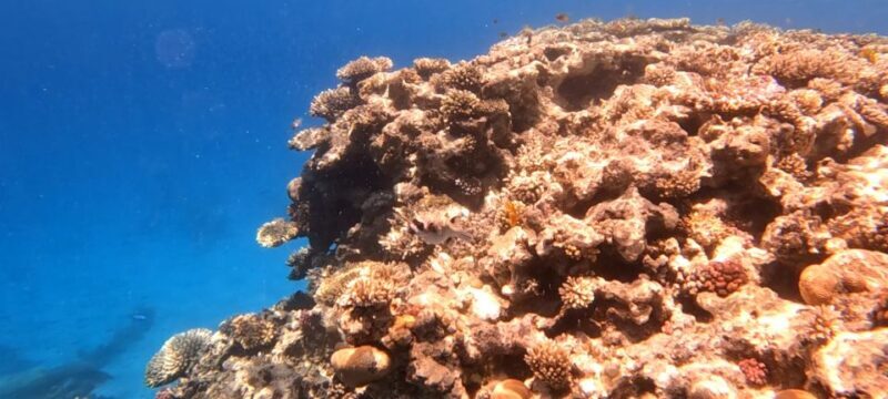 Hurghada: Speedboating, Snorkeling & BBQ On Giftun Islands - The Sum Up: Is It Worth It?
