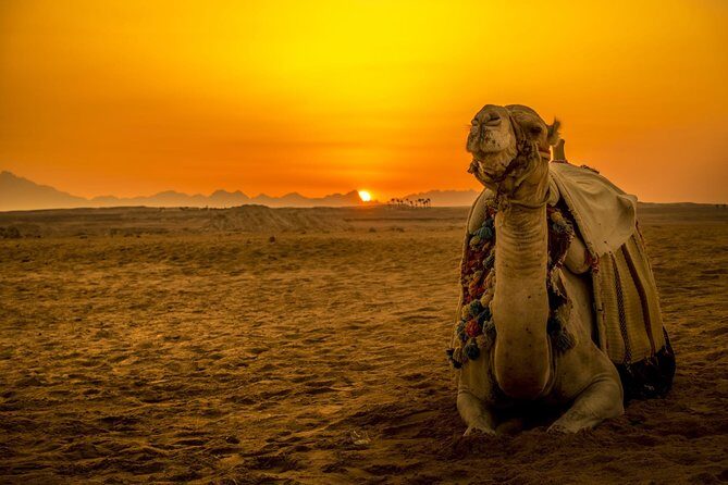 Hurghada: Star Watching Desert Adventure by Jeep with Dinner - Key Points