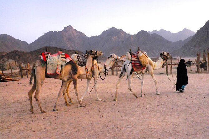 Hurghada Sunset Desert Experience, Bedouin Village & Mandi Dinner - FAQs