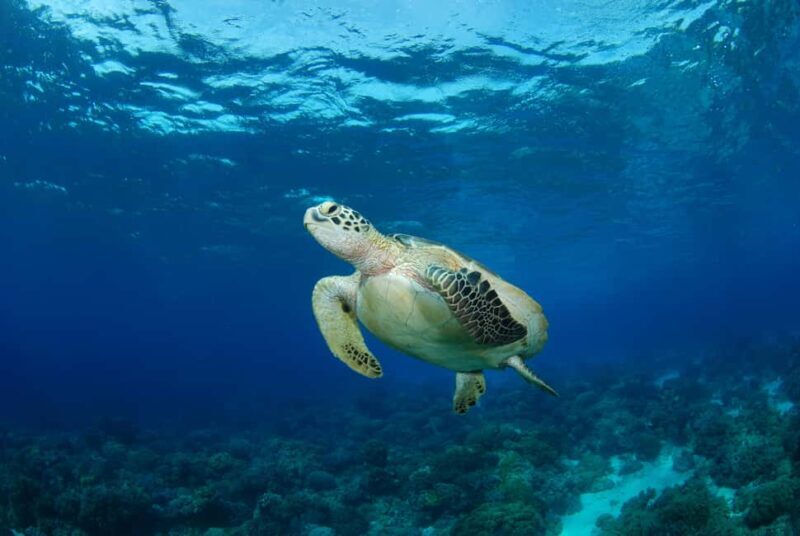 Hurghada: Turtle Bay Speedboat Tour with Snorkeling - Key Points