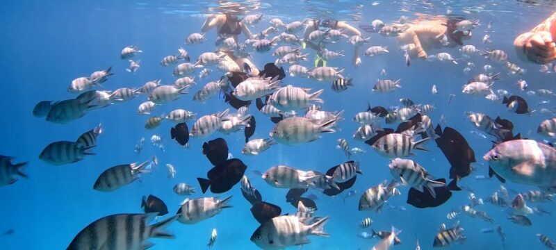 Hurghada: White Island Speedboat Tour, Snorkeling, & Lunch - The Sum Up: Who Will Love This Experience?