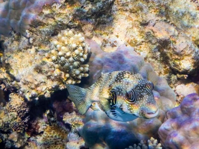 Hurghada: Yacht Trip 3 islands, Dolphin & Snorkeling W Lunch - Optional Add-Ons: Elevate Your Experience
