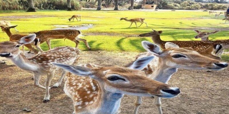 Hurghada:10-Day Egypt Tour, Nile Cruise, Balloon, Flights - Introduction: What’s on Offer in This Egyptian Odyssey?