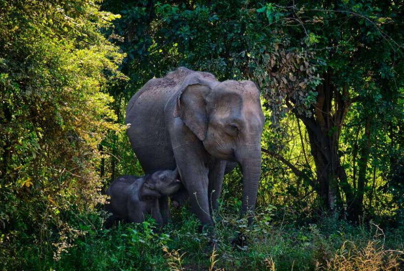 hurlu-eco-park-safari-with-jeep-entrance-ticket