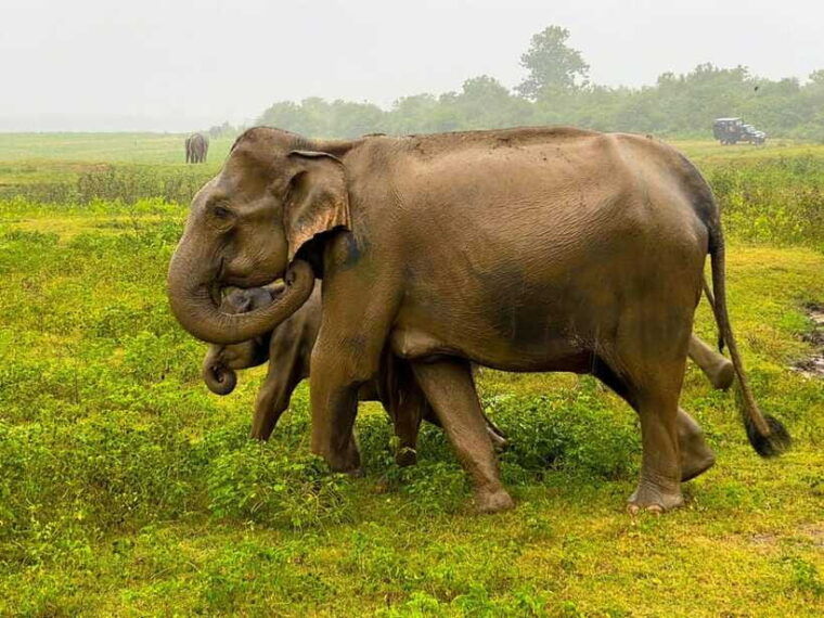 hurlu-eco-park-safari-with-jeep-entrance-ticket