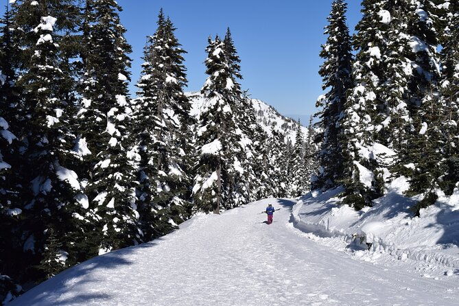 hurricane-ridge-guided-snowshoe-tour-in-olympic-national-park-2