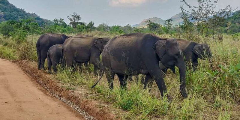 hurulu-eco-park-3-hour-morning-or-evening-safari