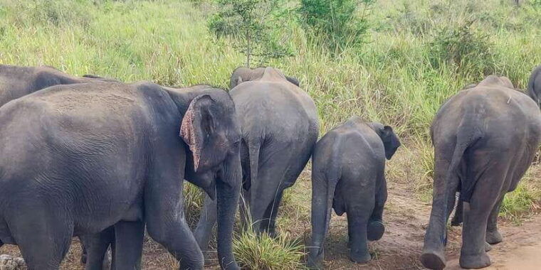 hurulu-eco-park-3-hour-morning-or-evening-safari