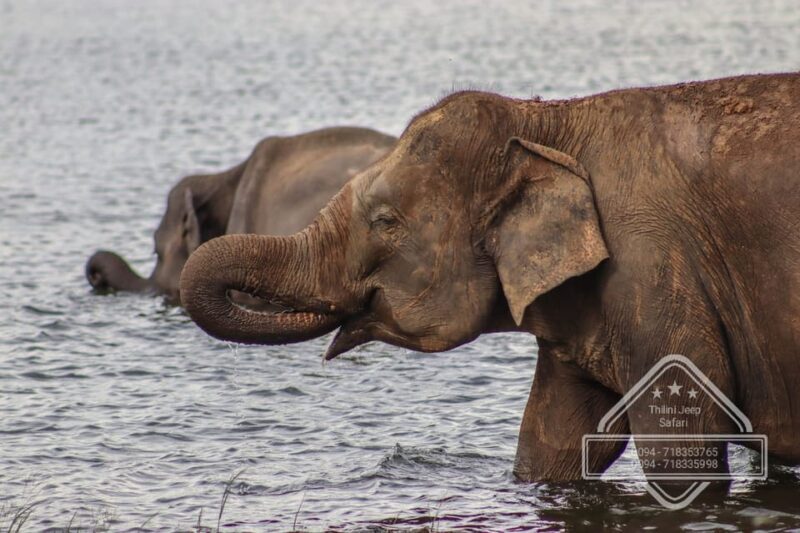 Hurulu Eco Park Habarana Elephant Safari including tickets - Who Should Consider This Safari?