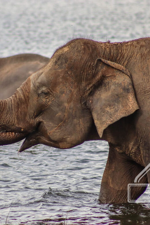 Hurulu Eco Park Habarana Elephant Safari including tickets - FAQ