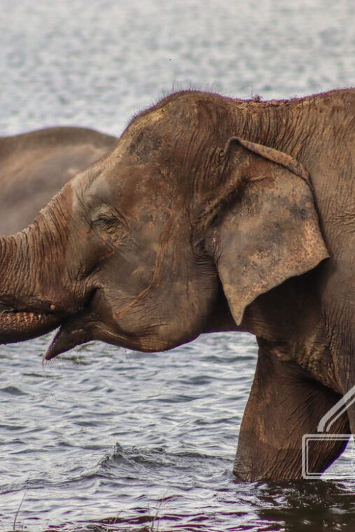hurulu-eco-park-habarana-elephant-safari