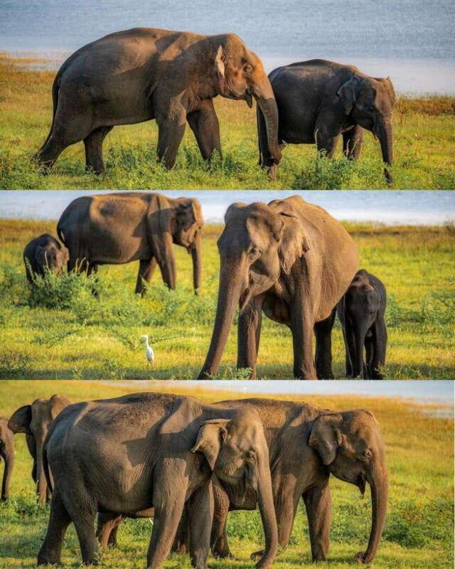 hurulu-eco-park-habarana-wild-elephant-safari