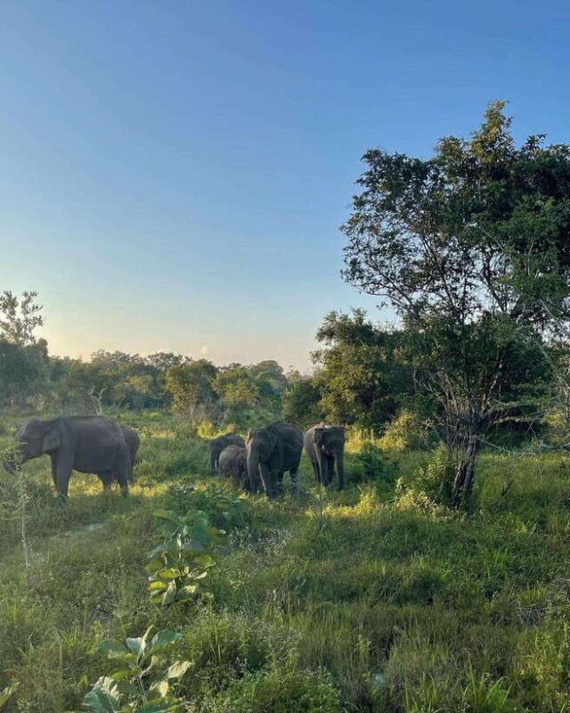 hurulu-eco-park-habarana-wild-elephant-safari