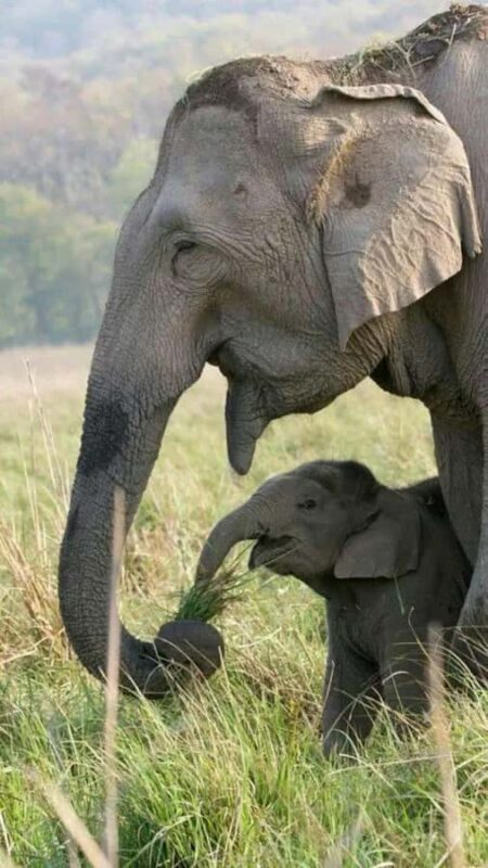 Hurulu Eco Park Jeep Safari & Entrance Ticket Included - Key Points