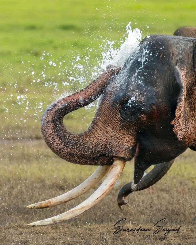 Hurulu Eco Park Jeep Safari & Entrance Ticket Included - Why This Tour Works So Well