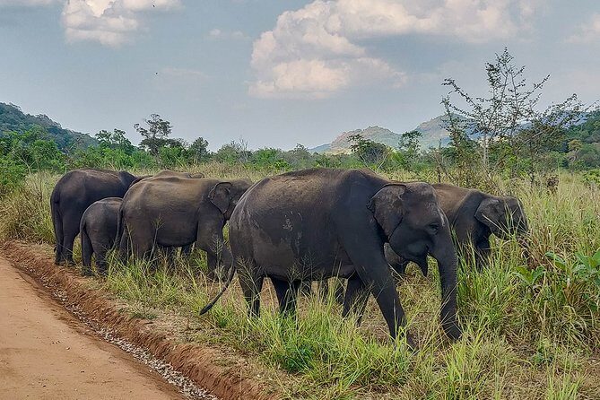 Hurulu Eco Park Private Safari from Habarana - An Honest Look at the Safari Experience