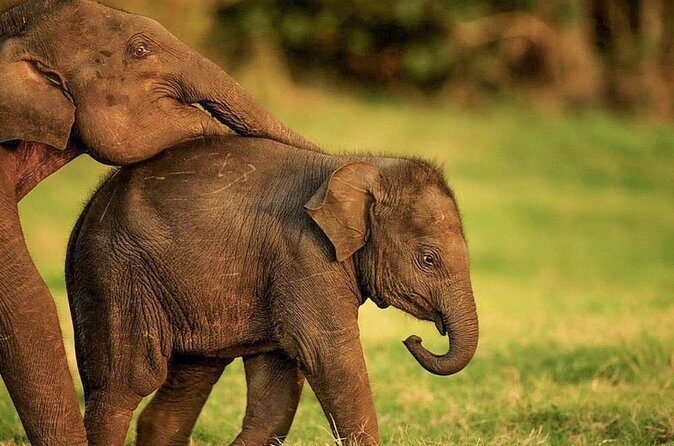 Hurulu Eco Park Private Safari from Habarana - Final Verdict