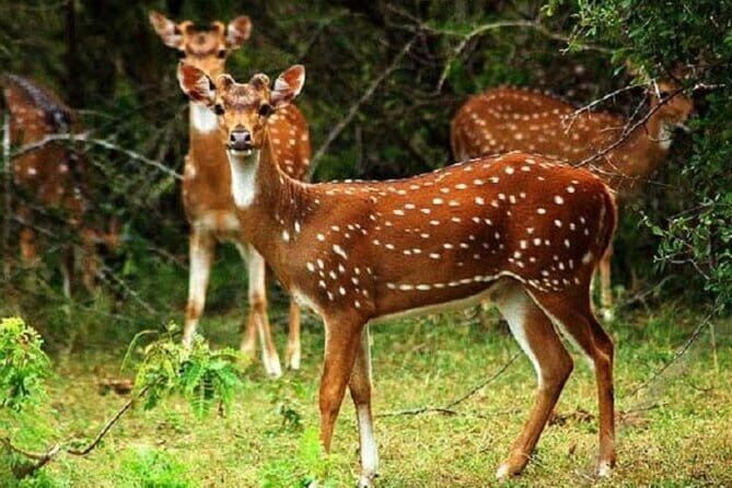 Hurulu Eco Park Safari From Sigiriya - Experience Quality and Value