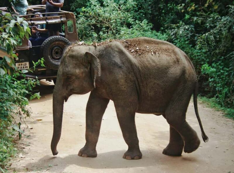 Hurulu Eco Park Safari From Sigiriya Eco Jeep Adventure - An Authentic Wildlife Encounter with a Personal Touch