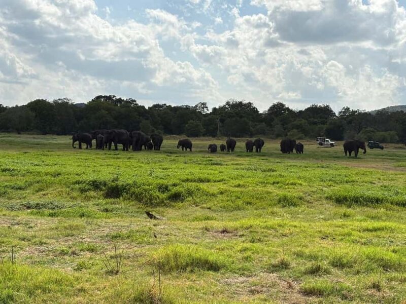 Hurulu Eco Park Safari From Sigiriya Eco Jeep Adventure - Authentic Insights from Reviewers