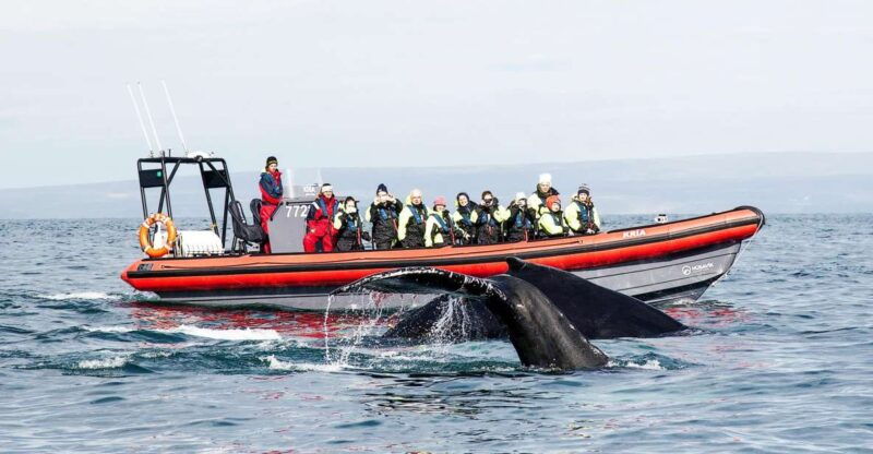 husavik-big-whales-and-puffin-island-speedboat-tour
