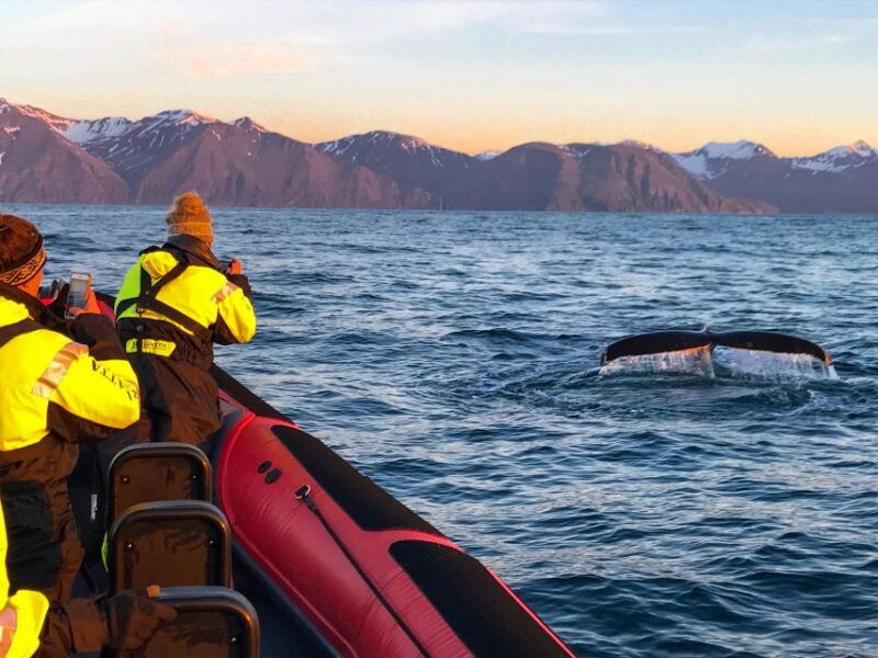 husavik-big-whales-and-puffin-island-speedboat-tour