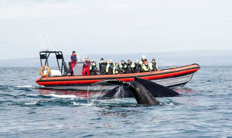 husavik-big-whales-and-puffin-island-speedboat-tour