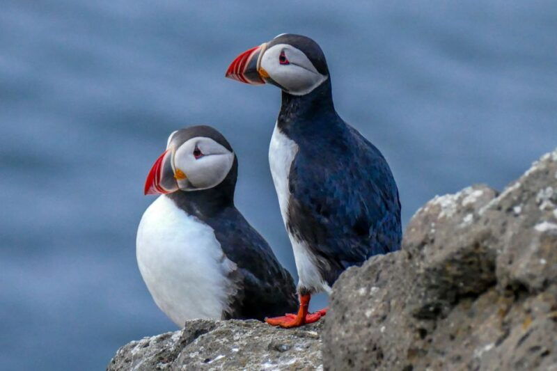 husavik-big-whales-and-puffin-island-speedboat-tour