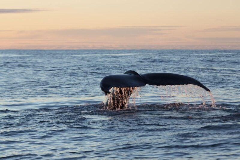 husavik-big-whales-and-puffin-island-speedboat-tour