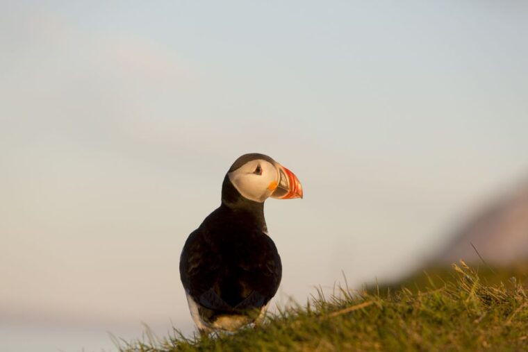 husavik-big-whales-and-puffin-island-speedboat-tour
