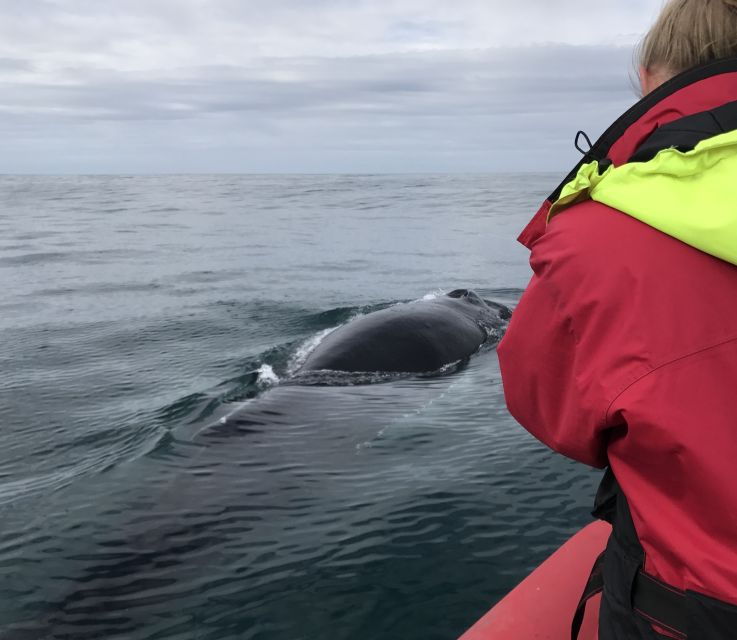 husavik-big-whales-and-puffin-island-speedboat-tour