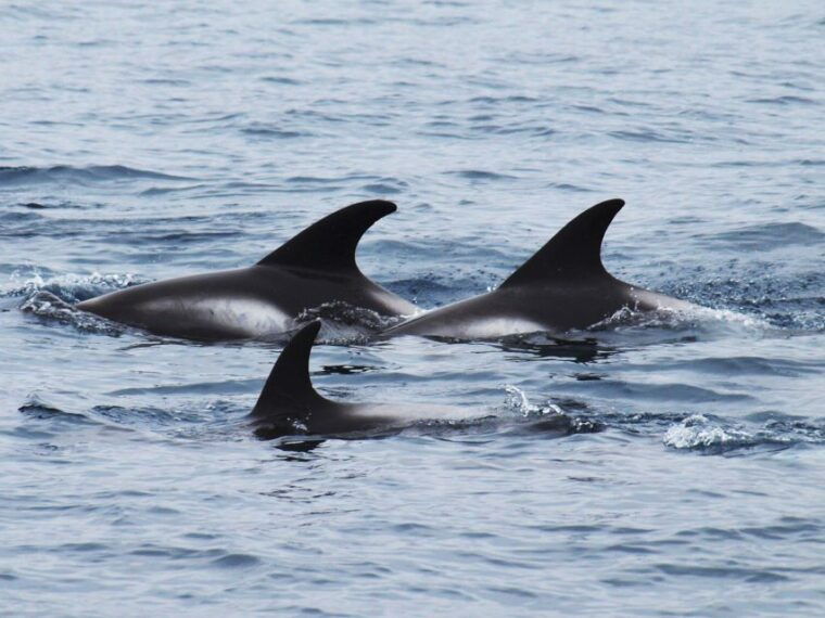 husavik-big-whales-and-puffin-island-speedboat-tour