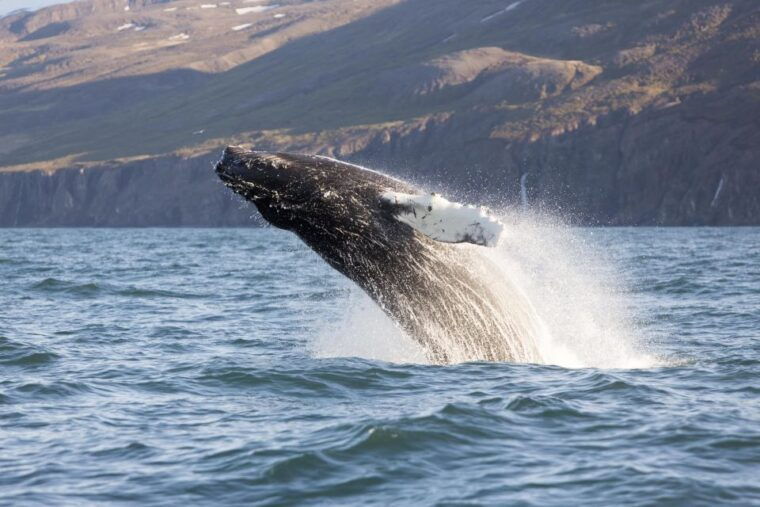 husavik-big-whales-and-puffin-island-speedboat-tour