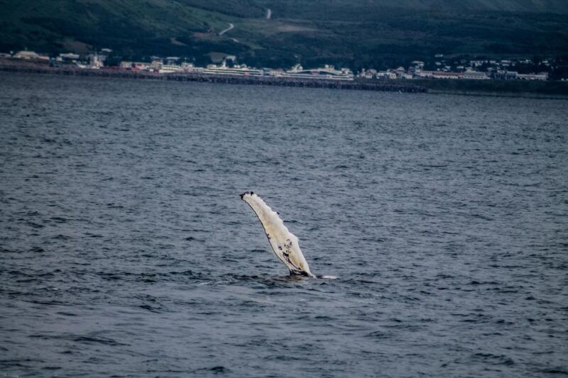 husavik-family-run-and-guided-whale-watching-tour