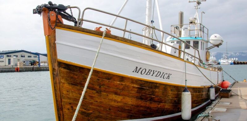 husavik-family-run-and-guided-whale-watching-tour