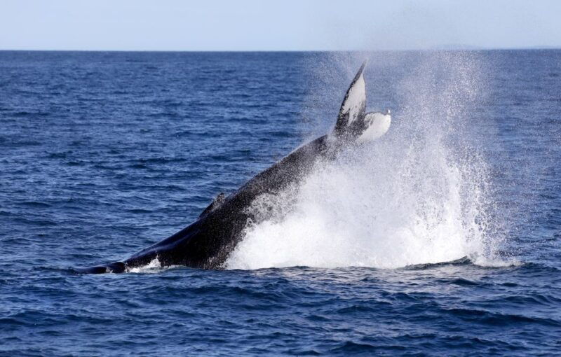 husavik-family-run-and-guided-whale-watching-tour