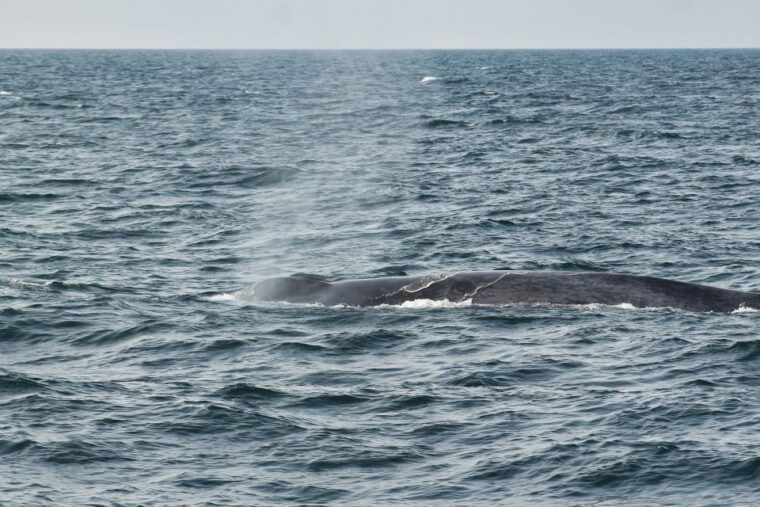 husavik-family-run-and-guided-whale-watching-tour