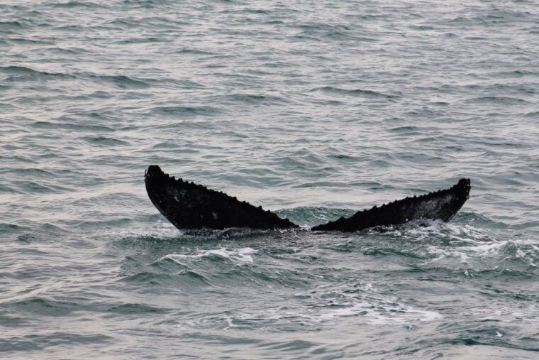 husavik-family-run-and-guided-whale-watching-tour
