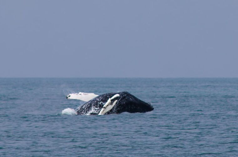husavik-family-run-and-guided-whale-watching-tour