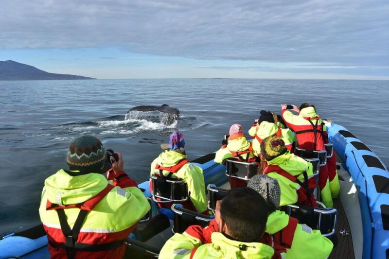 husavik-original-big-whale-safari-and-puffin-island-tour