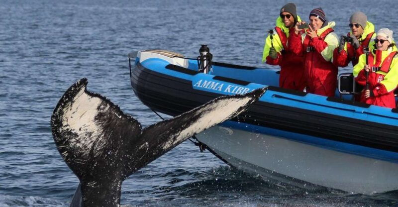 husavik-original-big-whale-safari-and-puffin-island-tour