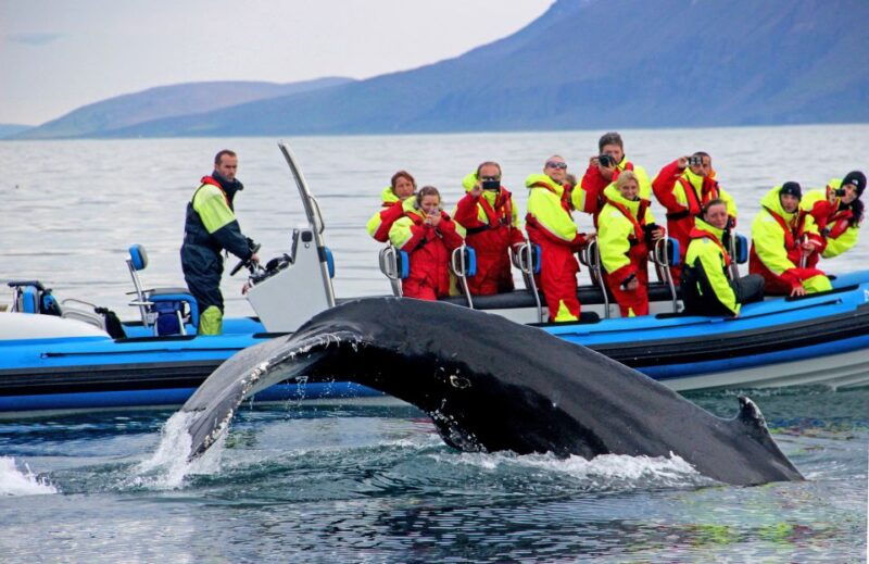 husavik-original-big-whale-safari-and-puffin-island-tour