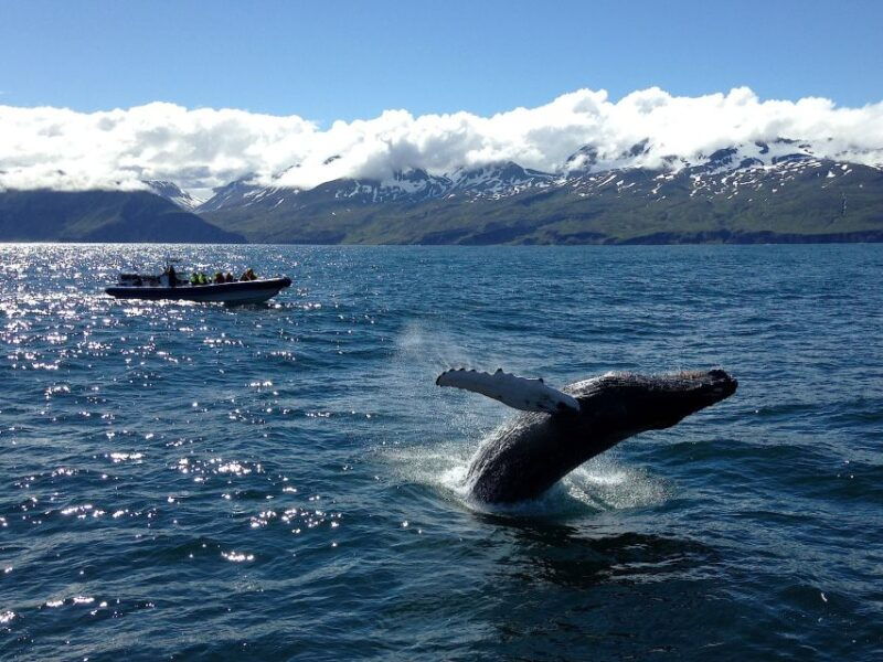 husavik-original-big-whale-safari-and-puffin-island-tour