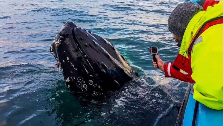 husavik-original-big-whale-safari-and-puffin-island-tour
