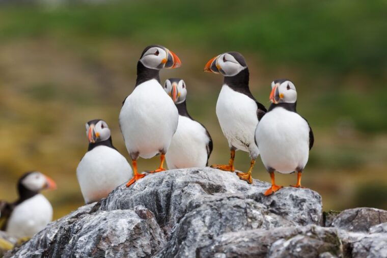 husavik-original-big-whale-safari-and-puffin-island-tour